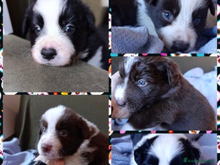 Border Collie cani Border colli - Annuncio 8