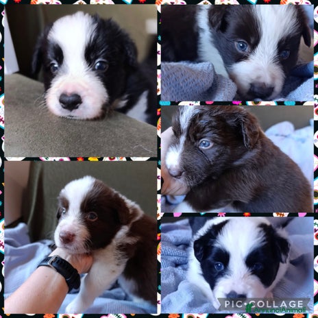 Border Collie cani - Annuncio 5