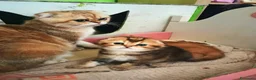 Scottish gatti in vendita: Scottish disponibili  a Provincia di Reggio Emilia - Annuncio 19