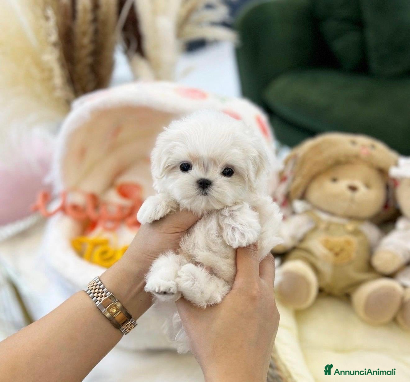 Maltese cani Maltese toy - Annuncio 1