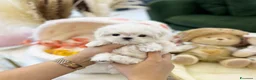 Maltese cani in vendita: Maltese toy - Annuncio 1