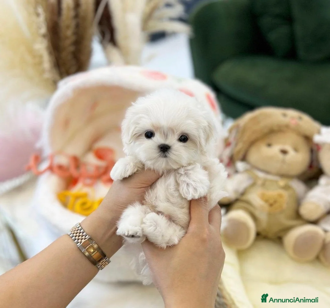 Maltese cani in vendita: Maltese toy - Annuncio 1
