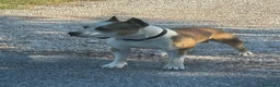 American Staffordshire cani in vendita: Puro Amstaff 10 mesi - Annuncio 2
