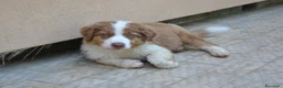 Australian Shepherd cani in vendita: Cuccioli di Pastore Australiano - Annuncio 6