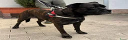 Meticcio cani in regalo: CHERRY BOXER - Annuncio 6