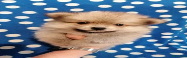 Volpino Pomerania 2