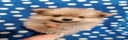 Volpino Pomerania cani in vendita: Volpino nano cuccioli - Annuncio 12