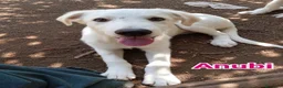 Pastore Abbruzzese Maremmano cani in regalo: Tre fratellini cercano famiglia  a Città metropolitana di Milano - Annuncio 3