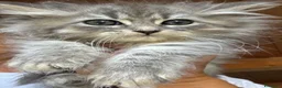 Siberiano gatti in vendita: cucciole di siberiano con pedigree - Annuncio 5