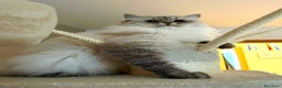 Siberiano gatti in vendita: Gatto Siberiano Neva Masquerade  - Annuncio 2
