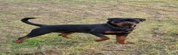 Rottweiler cani per accoppiamento: Rottweiler per monta - Annuncio 1