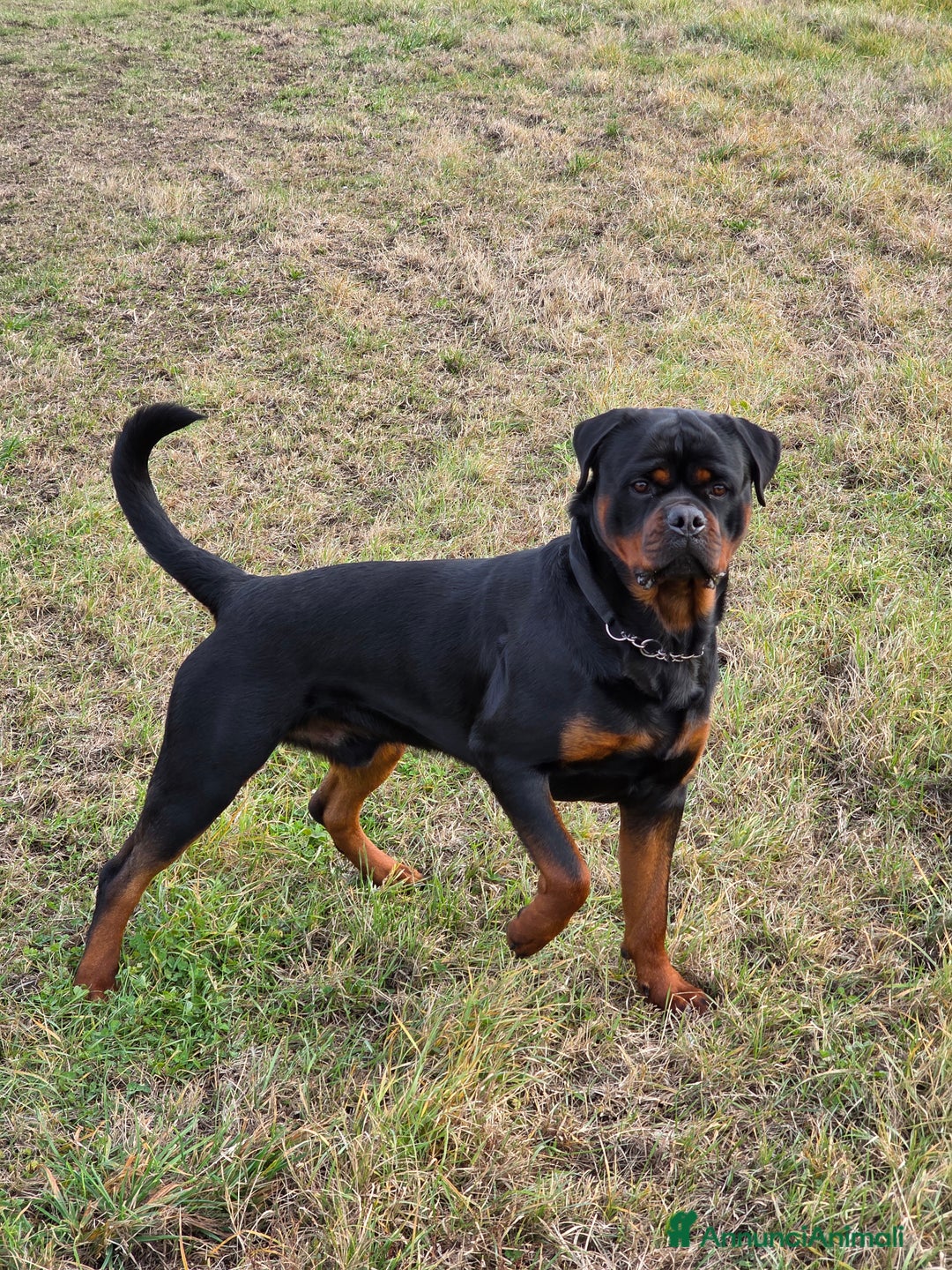Rottweiler cani per accoppiamento: Rottweiler per monta - Annuncio 1
