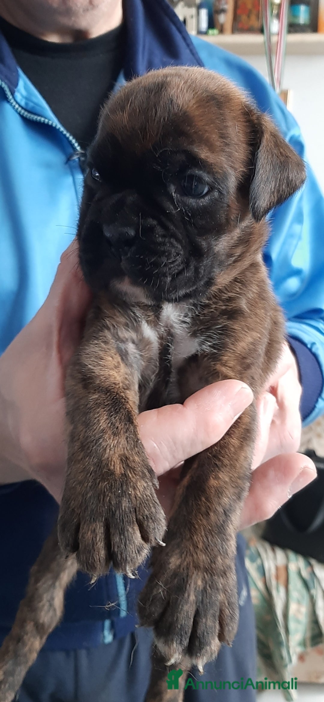 Boxer cani in vendita: boxer cuccioli a Turbigo - Immagine 7