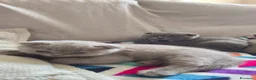Scottish gatti in vendita: Scottish Fold a Provincia di Mantova - Annuncio 3