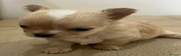 Chihuahua cani in vendita: Chihuahua maschio  - Annuncio 5