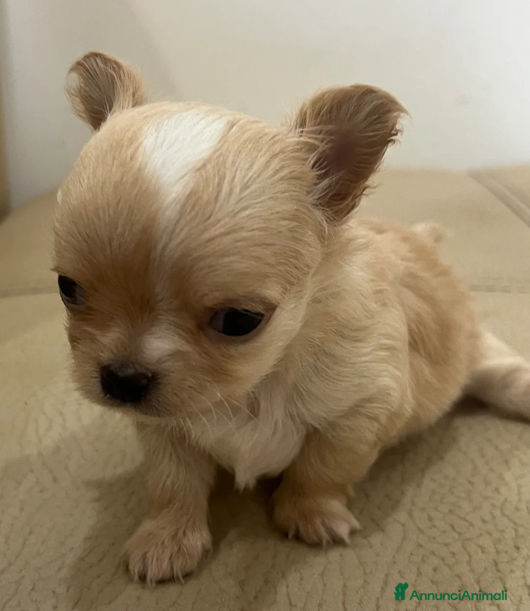 Chihuahua cani in vendita: Chihuahua maschio  - Annuncio 5