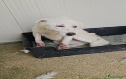 Meticcio cani in regalo: Consuelo: adozione del cuore o stallo  a Città Metropolitana di Genova - Immagine 20