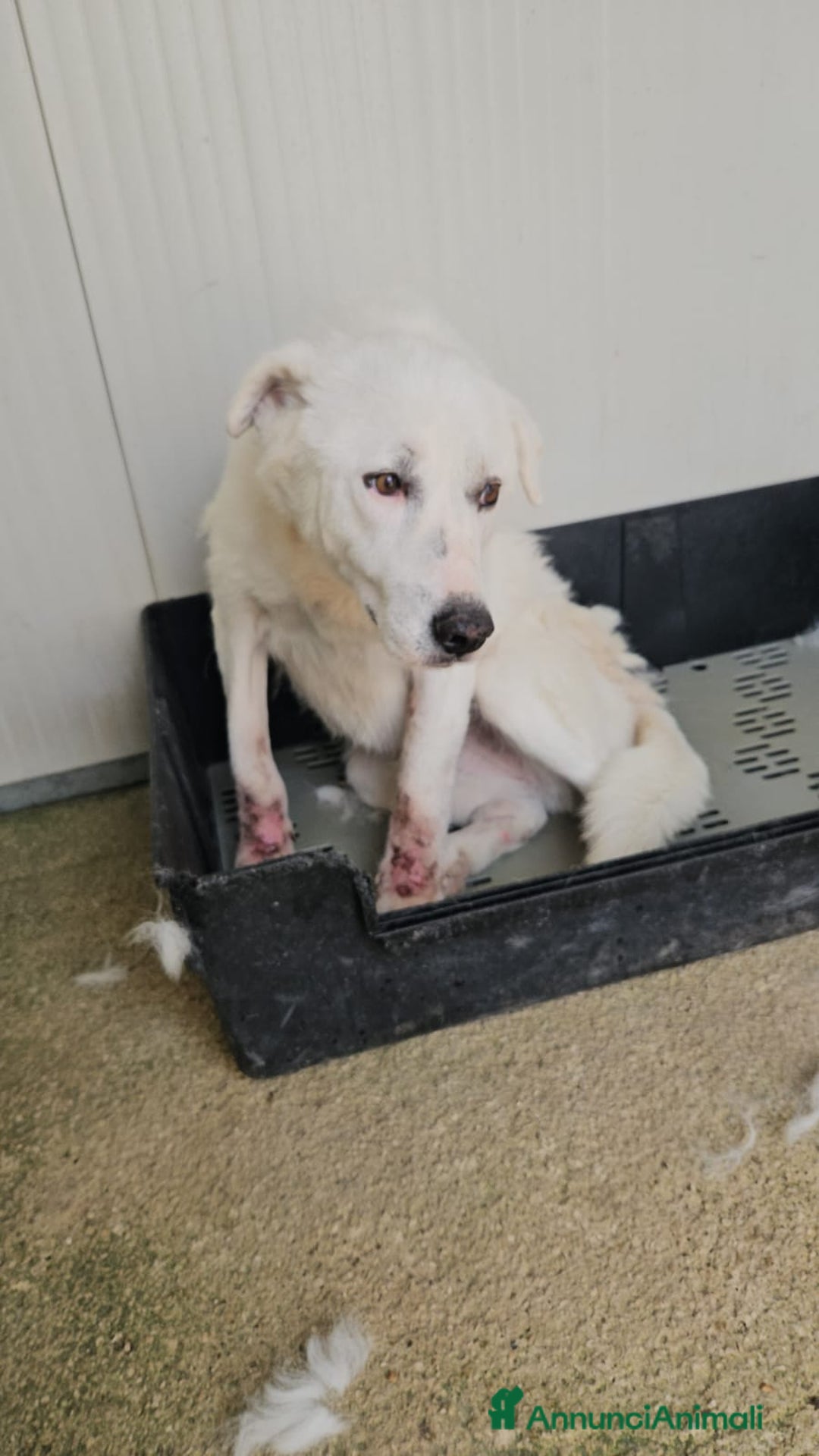 Meticcio cani in regalo: Consuelo: adozione del cuore o stallo  a Città Metropolitana di Genova - Annuncio 20