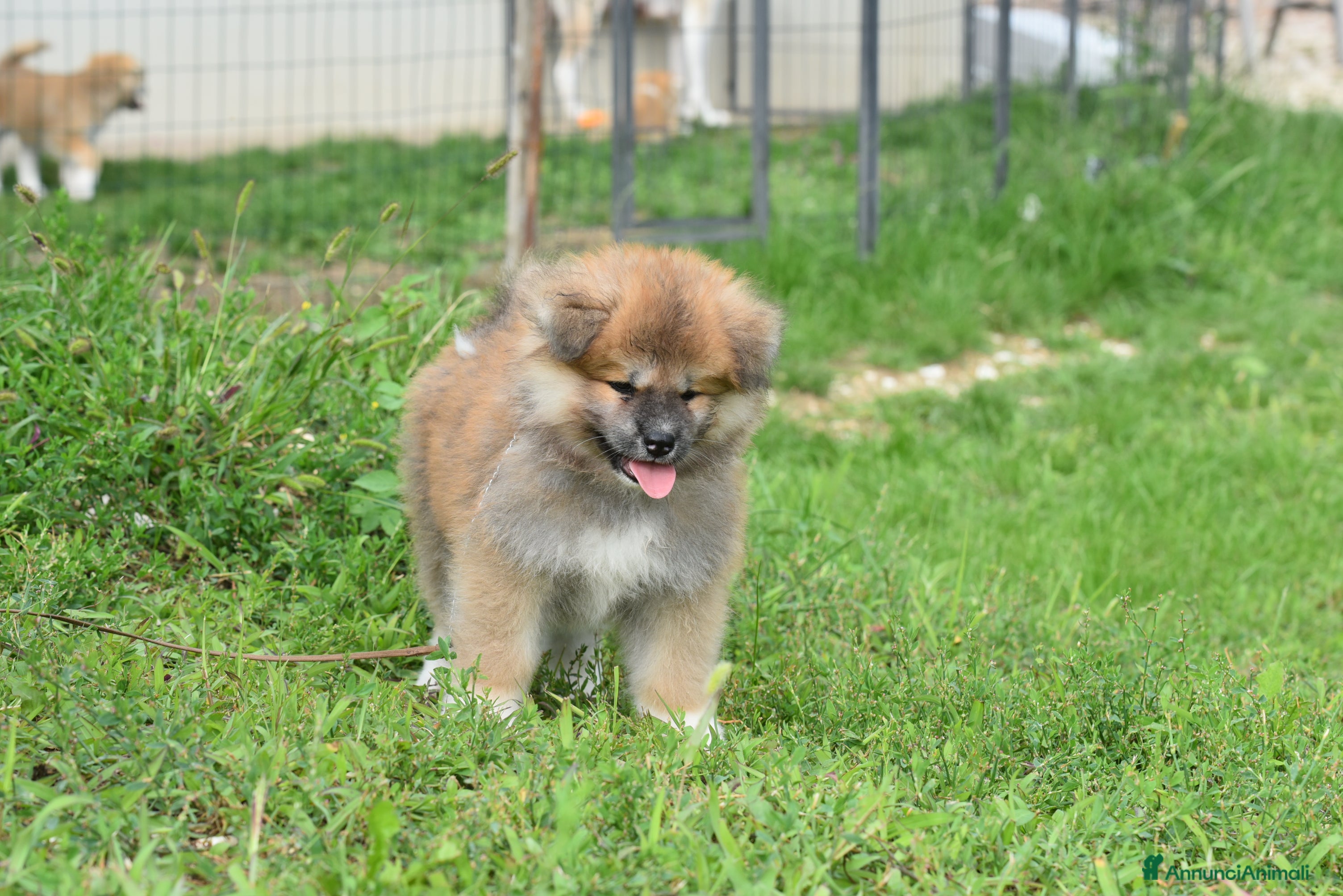 Akita Inu cani   Maschio Pelo Lungo - Annuncio 23
