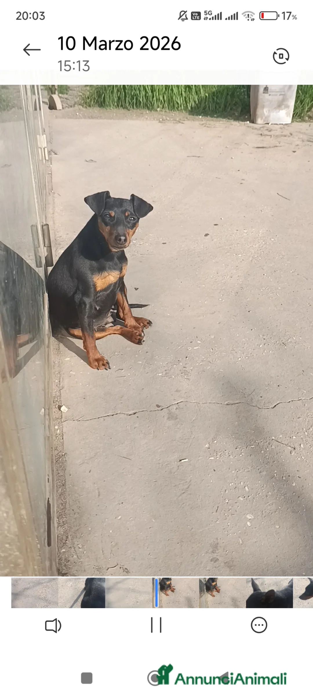 Pinscher Miniatura cani in vendita: Pinscher nani nero focato pedigree ENCI  - Annuncio 2