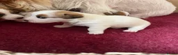 Jack Russell cani in vendita: Cuccioli Jack Russel Terrier Alta genealogia  - Annuncio 9