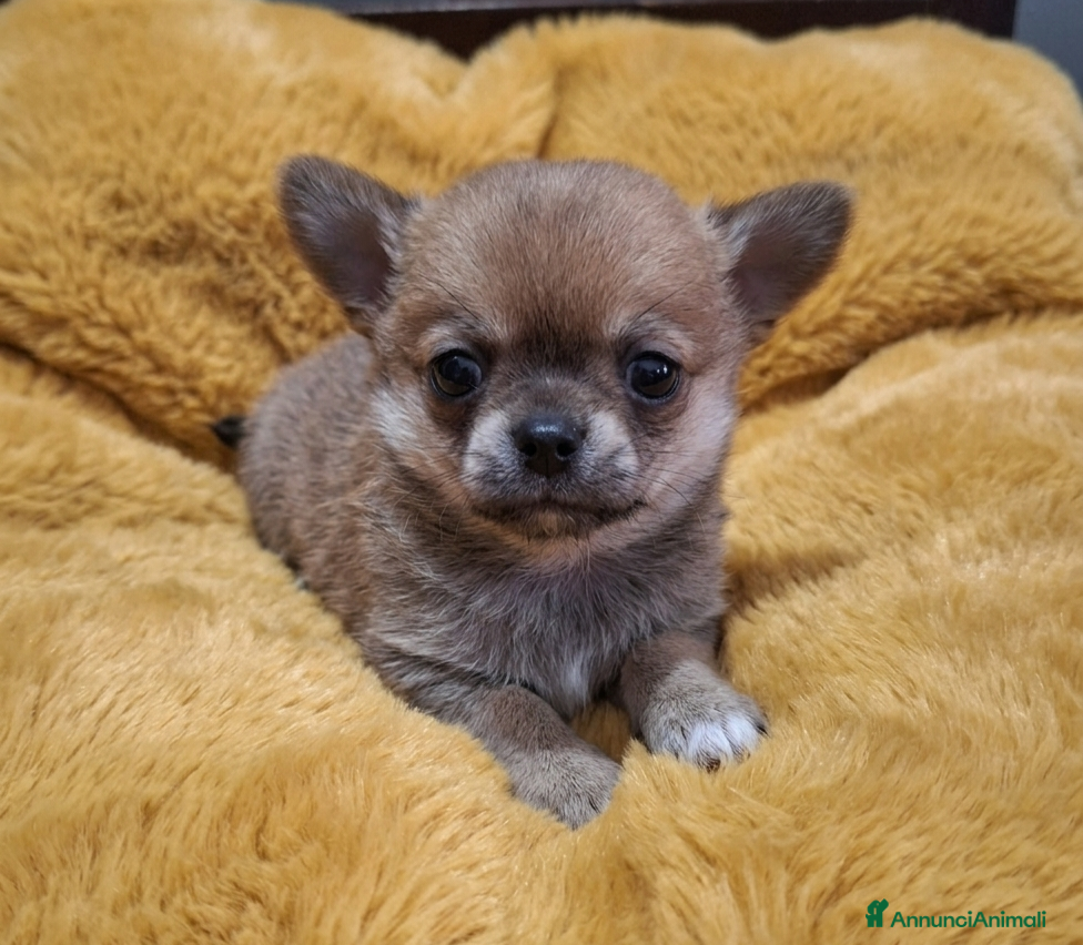 Chihuahua cani Chihuahua mini super pedigree enci  - Annuncio 1