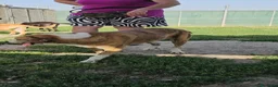 Meticcio cani in regalo: Lea: dolcissima e socievole con tutti  - Annuncio 5