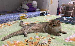 Scottish gatti in vendita: Scottish Fold - Immagine 6