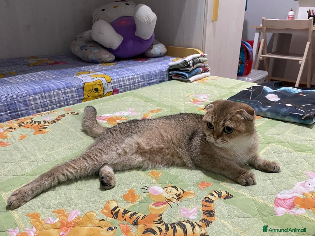 Scottish gatti in vendita: Scottish Fold - Immagine 6