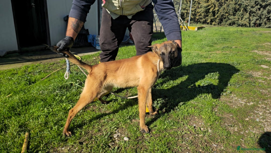 Altre razze cani in regalo: martina - Annuncio 3