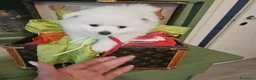 Volpino Italiano cani in vendita: Cuccioli di Volpino Italiano - Annuncio 4