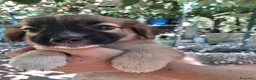 Meticcio cani in regalo: Mughetto, Ciclamino e Tiglio: maschietti 3 mesi - Annuncio 17