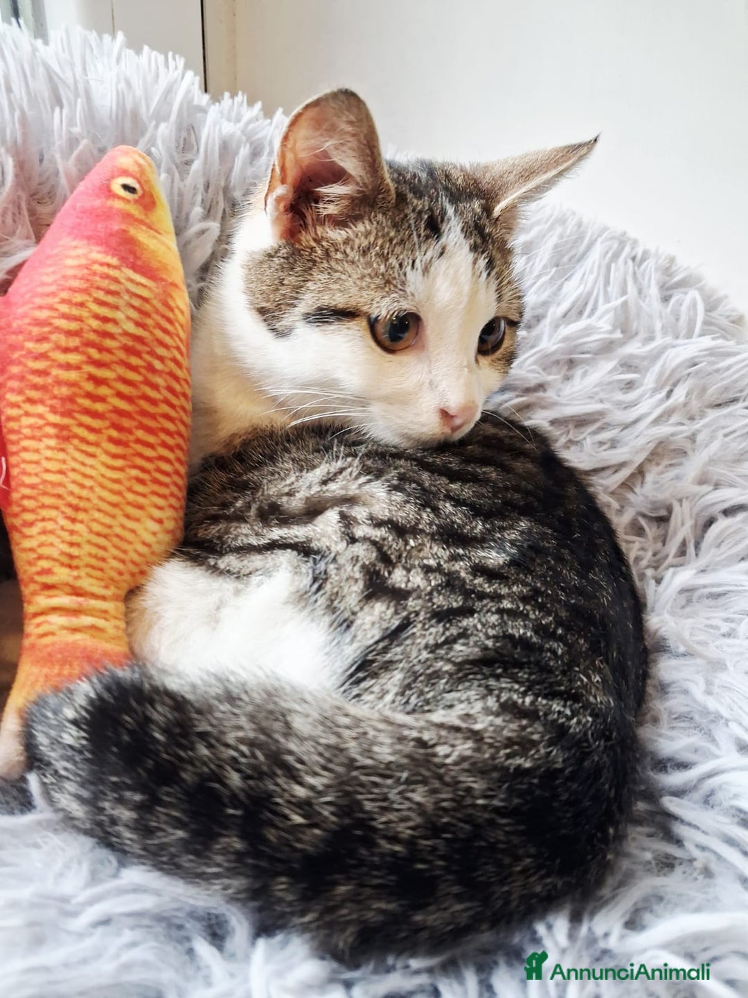 Europeo gatti in regalo: Paoletto 3 mesi di dolcezza  - Annuncio 2