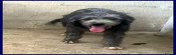 Meticcio cani in regalo: LAGUNA una timidina! - Annuncio 4