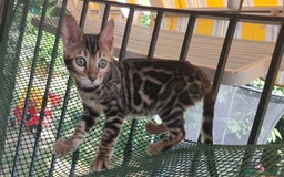 Bengala gatti in vendita: Gatto del Bengala femminuccia  a Provincia di Teramo - Immagine 4