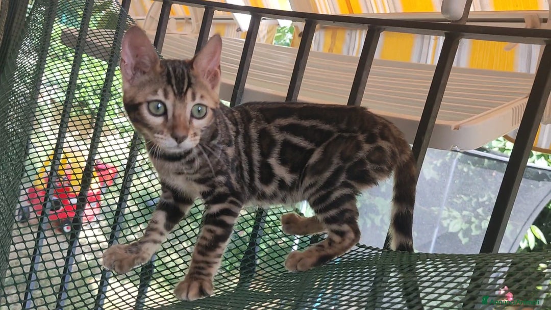 Bengala gatti in vendita: Gatto del Bengala femminuccia  a Provincia di Teramo - Immagine 4