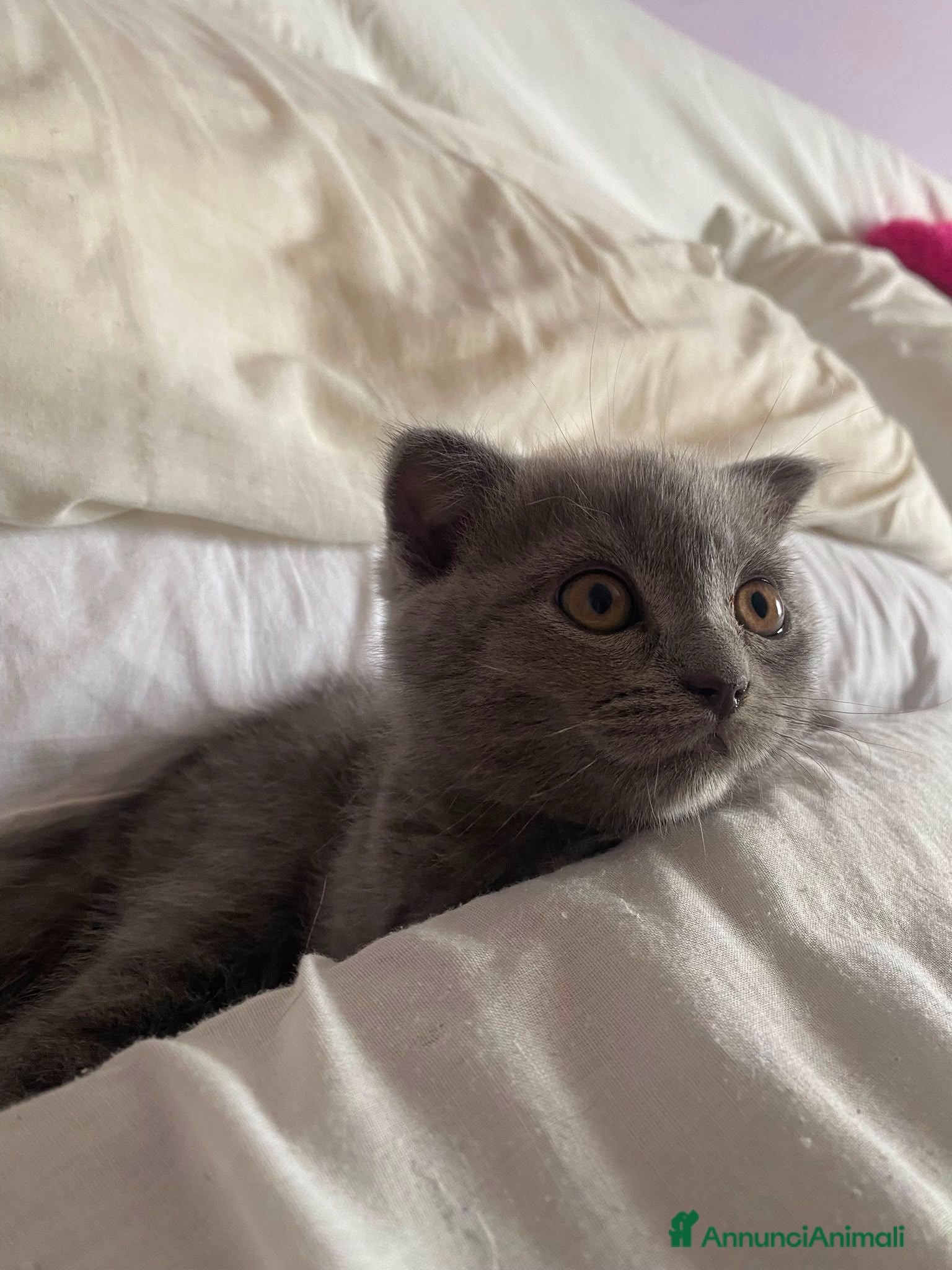 Scottish gatti Gattini scottish  fold e straight  - Annuncio 1