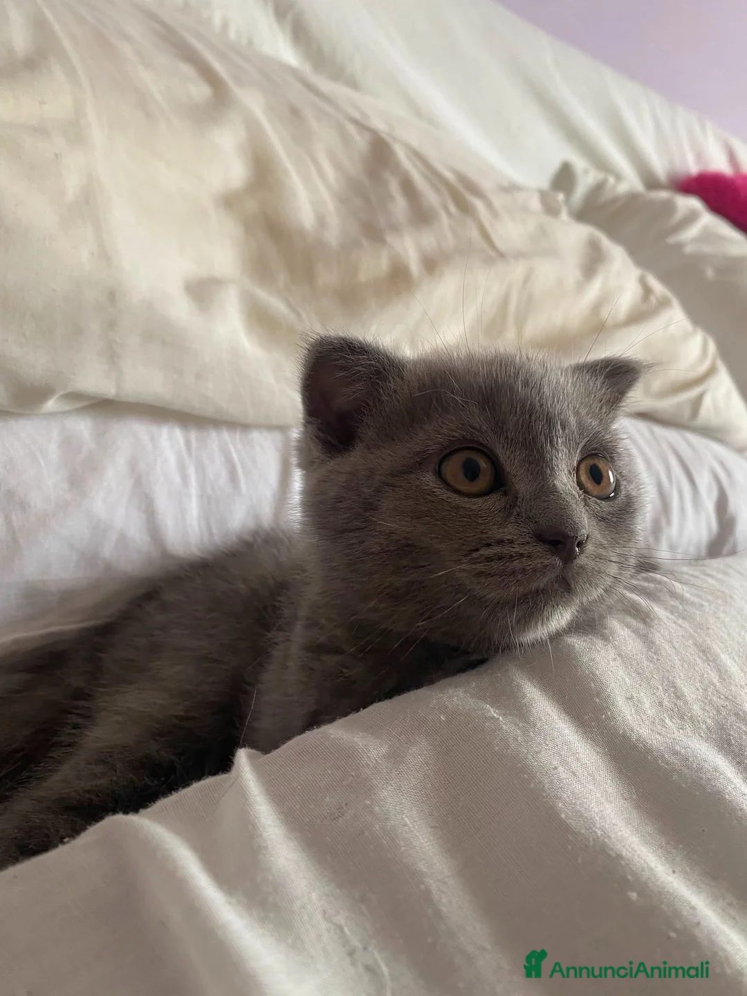 Scottish gatti in vendita: Gattini scottish  fold e straight  - Annuncio 1