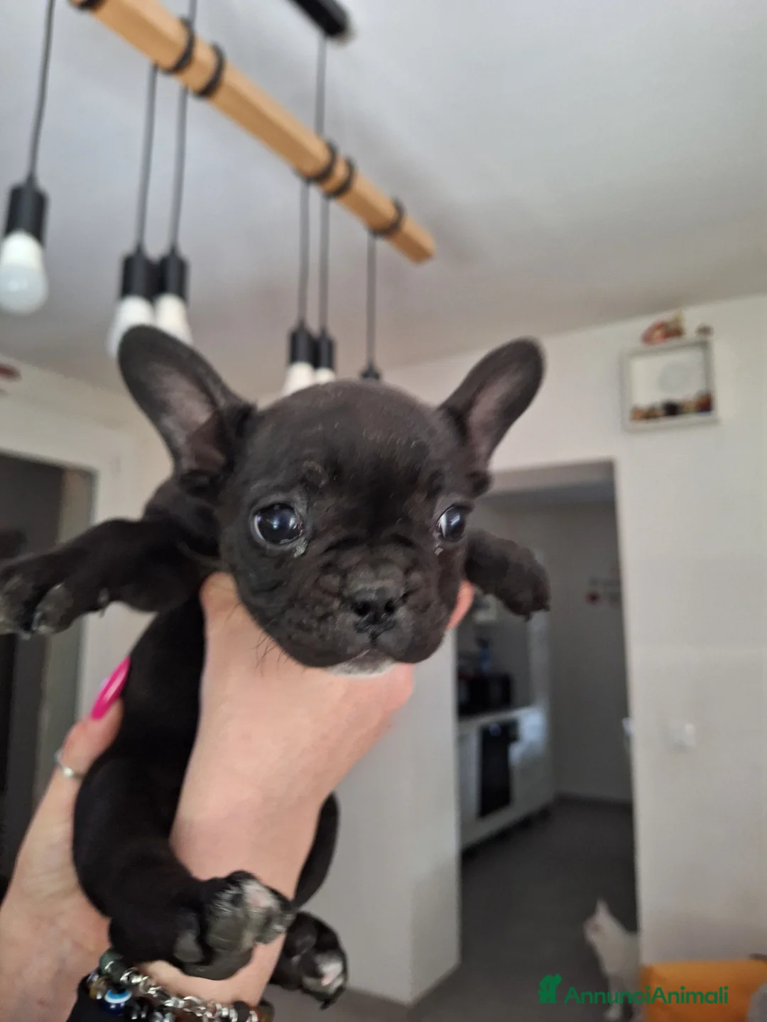 Bulldog Francese cani in vendita: Cucciola Bulldog francese  - Annuncio 6