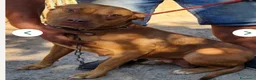 Pitbull cani in regalo: Pitbull Red Nose 2anni e 1/2buona,salvataLUINO(VA) - Annuncio 4