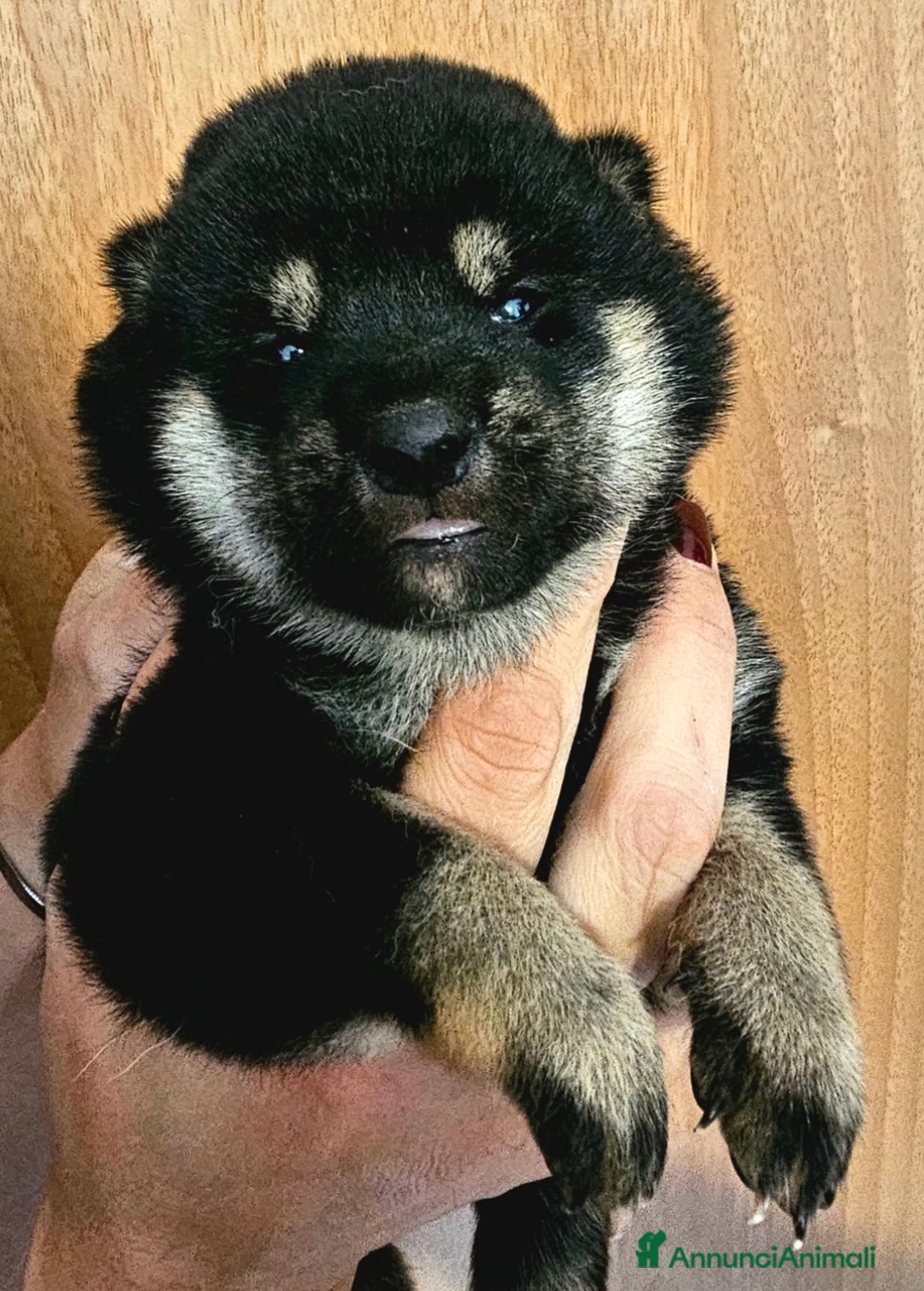 Shiba Inu cani in vendita: Shiba inu - Annuncio 2