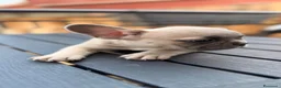 Bulldog Francese cani in vendita: Bulldog Francese Lilac Fawn - Annuncio 10