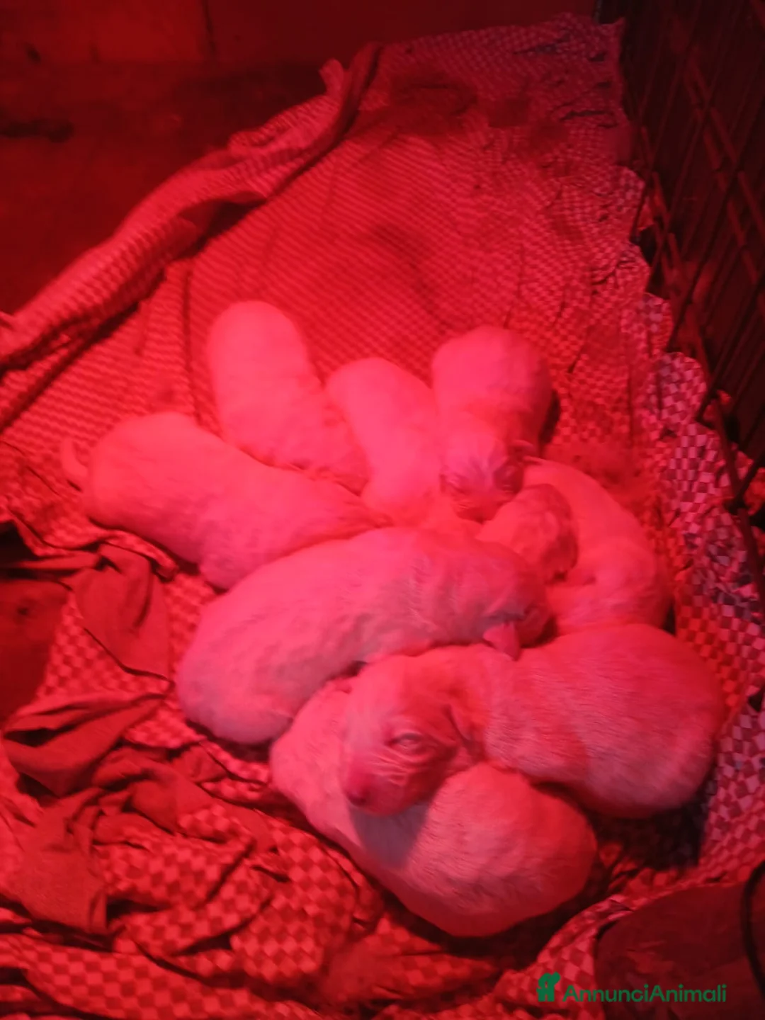 Pastore Maremmano cani in vendita: Cuccioli di pastore maremmano/abruzzese - Annuncio 10