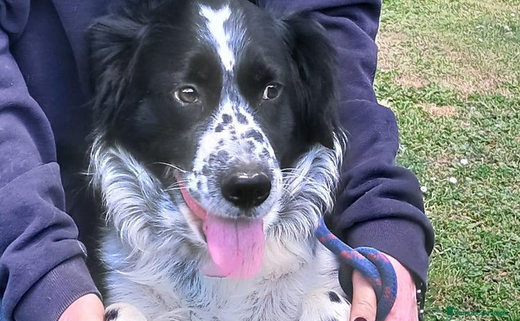 Meticcio cani a Città metropolitana di Roma Capitale - Annuncio 13
