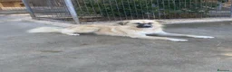 Meticcio cani in regalo: Burka 1 anno, buonissima - Annuncio 7