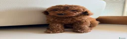 Barboncino Toy cani in vendita: Cucciolo barboncino toy - Annuncio 1