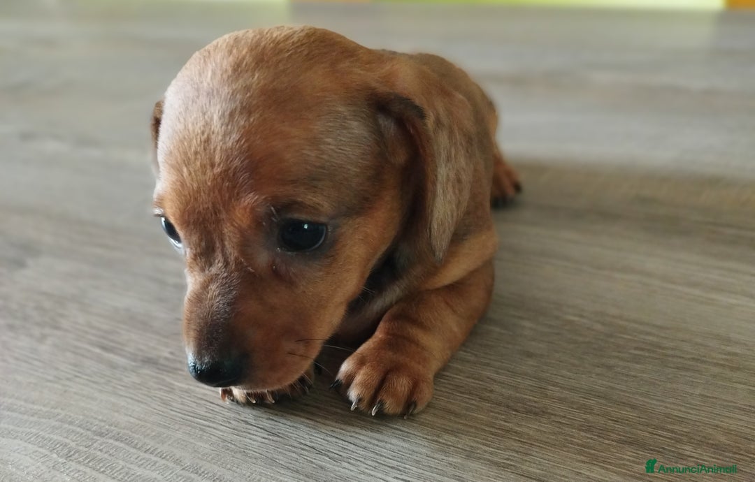 Bassotto cani in vendita: BASSOTTINA  a Città metropolitana di Roma Capitale - Immagine 2