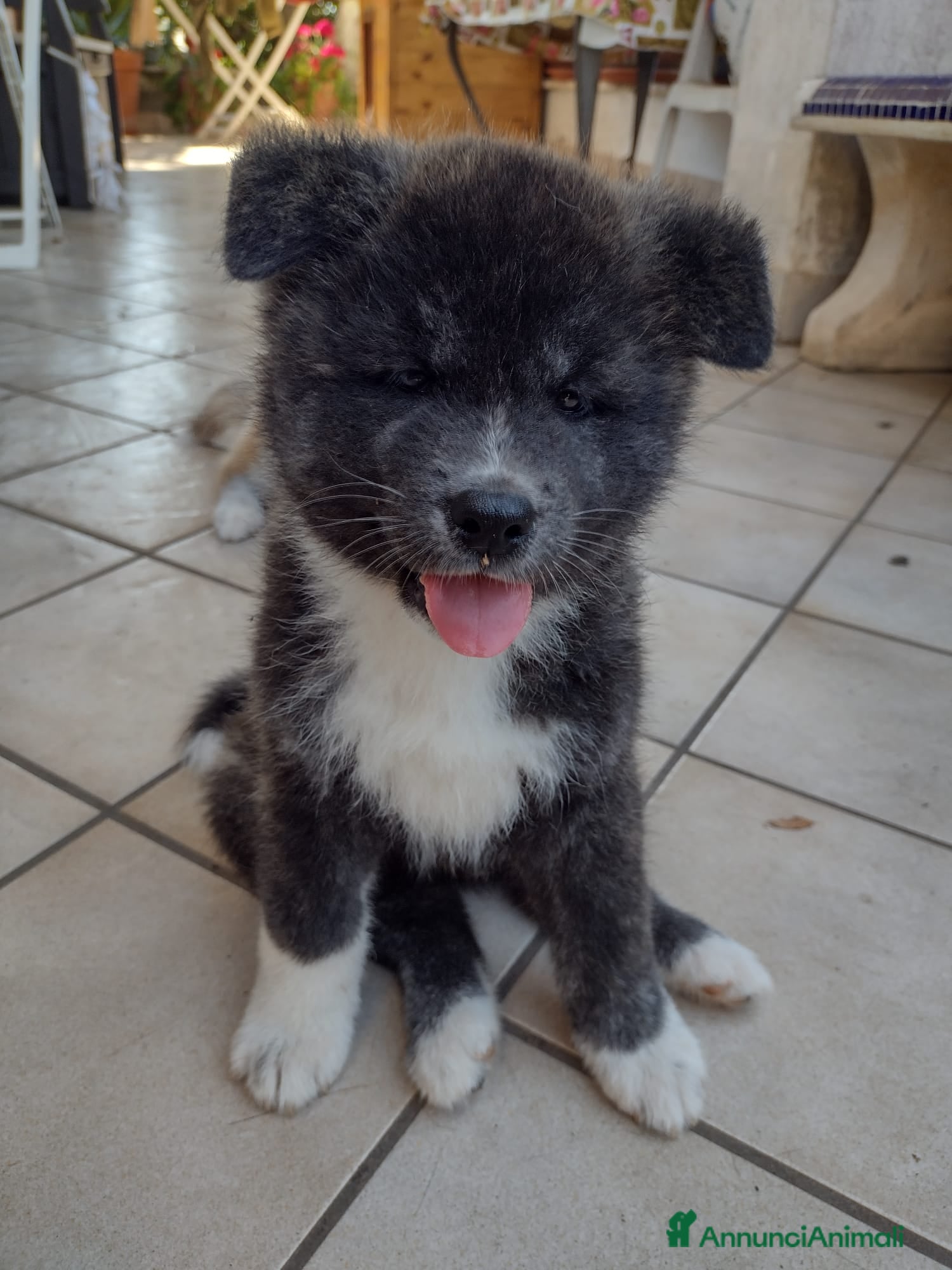 Akita Inu cani in vendita: Cuccioli di Akita giapponese  - Annuncio 3