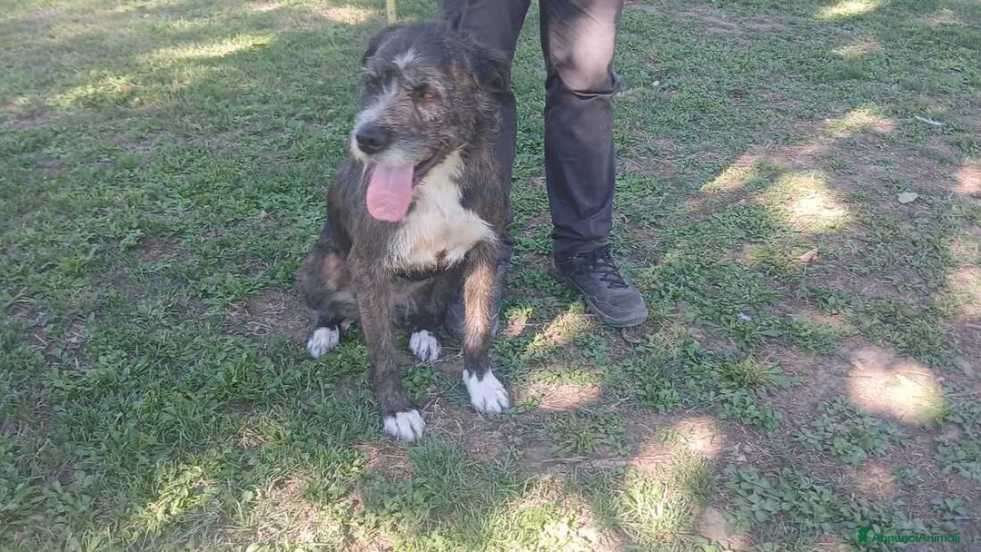 Meticcio cani in regalo: SASHA ENNESIMA RINUNCIA DI PROPRIETA', IN ADOZIONE - Annuncio 4
