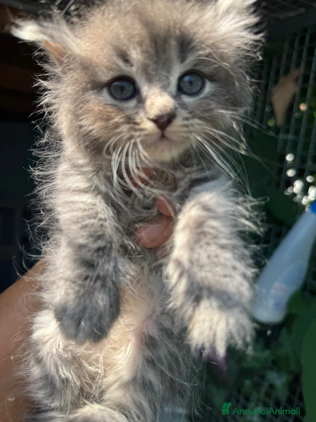Siberiano gatti in vendita: CUCCIOLI SIBERIANO ALLEVAMENTO ANFI - Annuncio 1